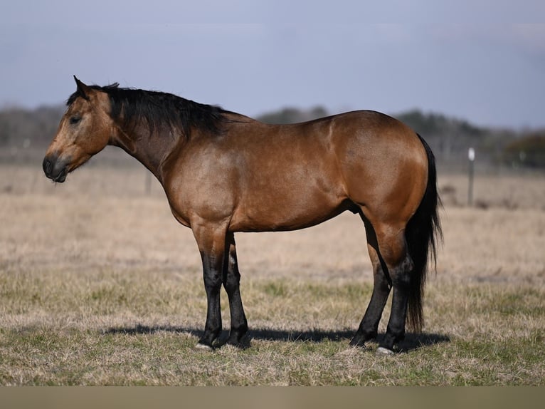 American Quarter Horse Castrone 4 Anni 150 cm Pelle di daino in Canyon, TX