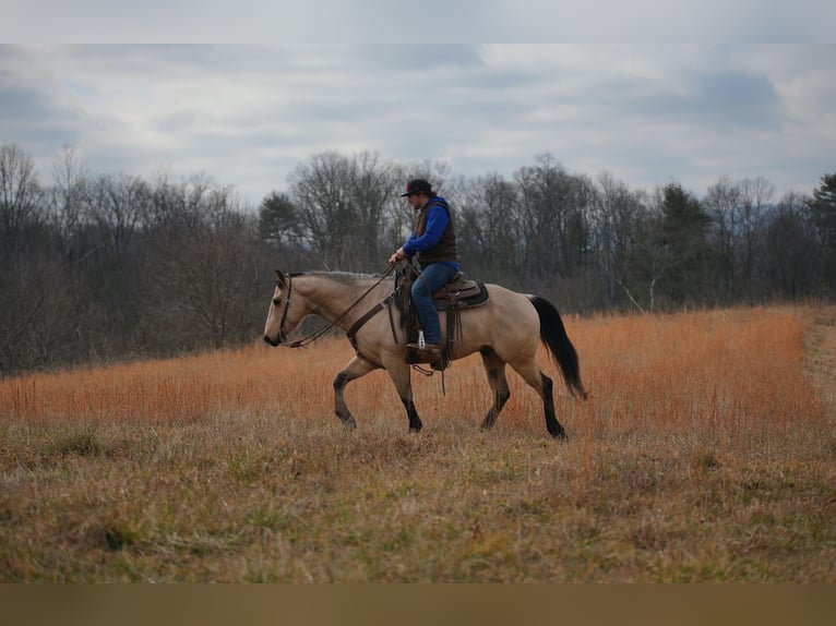 American Quarter Horse Castrone 4 Anni 150 cm Pelle di daino in Needmore