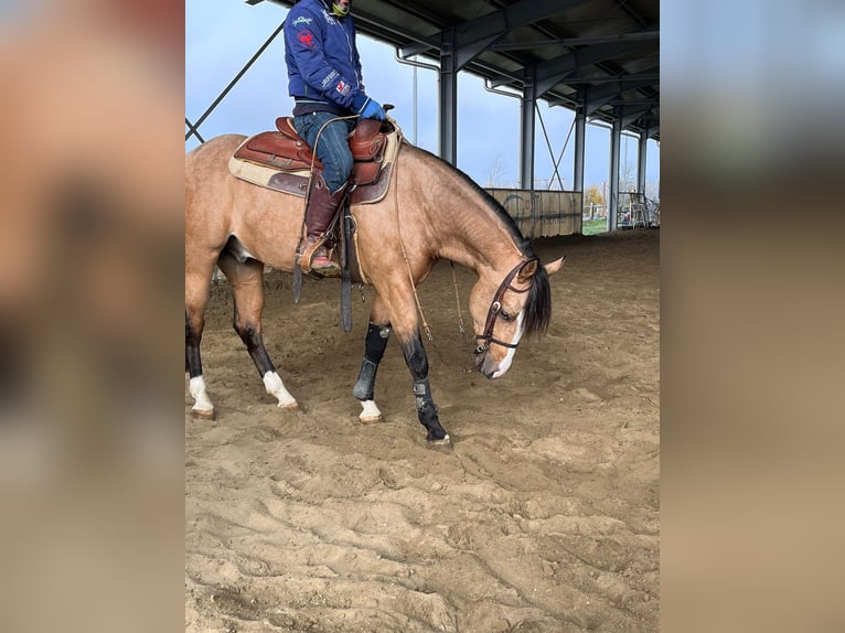 American Quarter Horse Castrone 4 Anni 150 cm Pelle di daino in Niedereschach