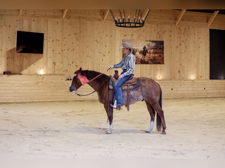 American Quarter Horse Castrone 4 Anni 150 cm Rabicano in Needmore