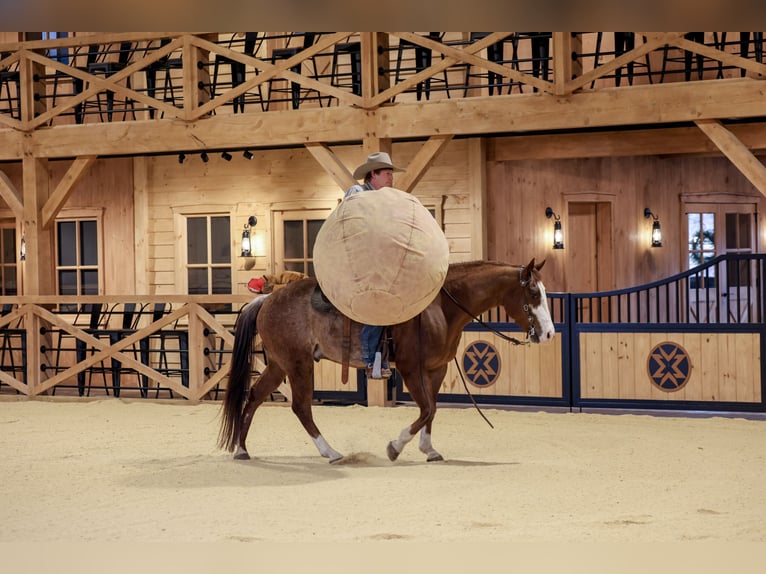 American Quarter Horse Castrone 4 Anni 150 cm Rabicano in Needmore