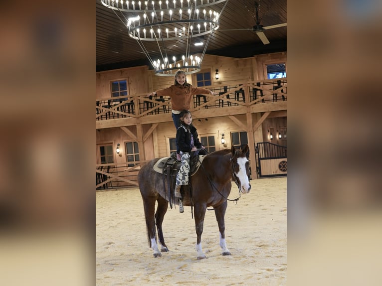 American Quarter Horse Castrone 4 Anni 150 cm Rabicano in Needmore