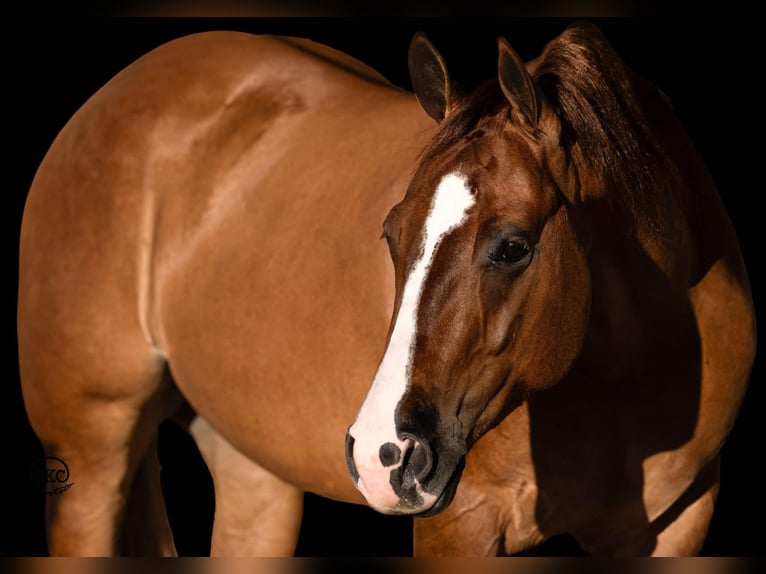 American Quarter Horse Castrone 4 Anni 150 cm Red dun in Canyon, TX