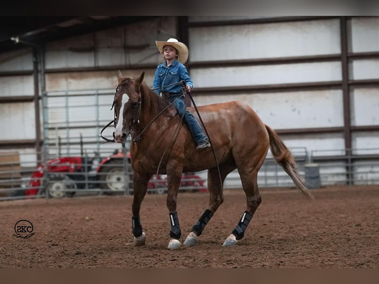 American Quarter Horse Castrone 4 Anni 150 cm Red dun in Canyon, TX