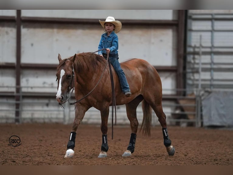 American Quarter Horse Castrone 4 Anni 150 cm Red dun in Canyon, TX