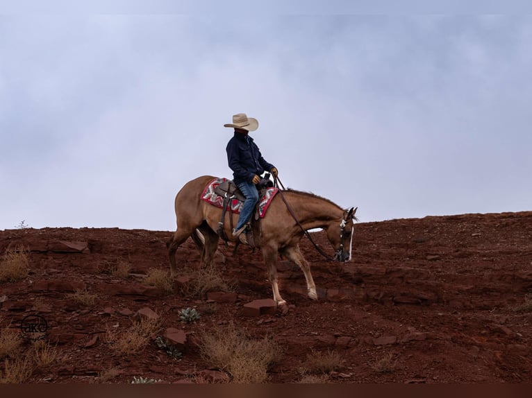 American Quarter Horse Castrone 4 Anni 150 cm Red dun in Canyon, TX