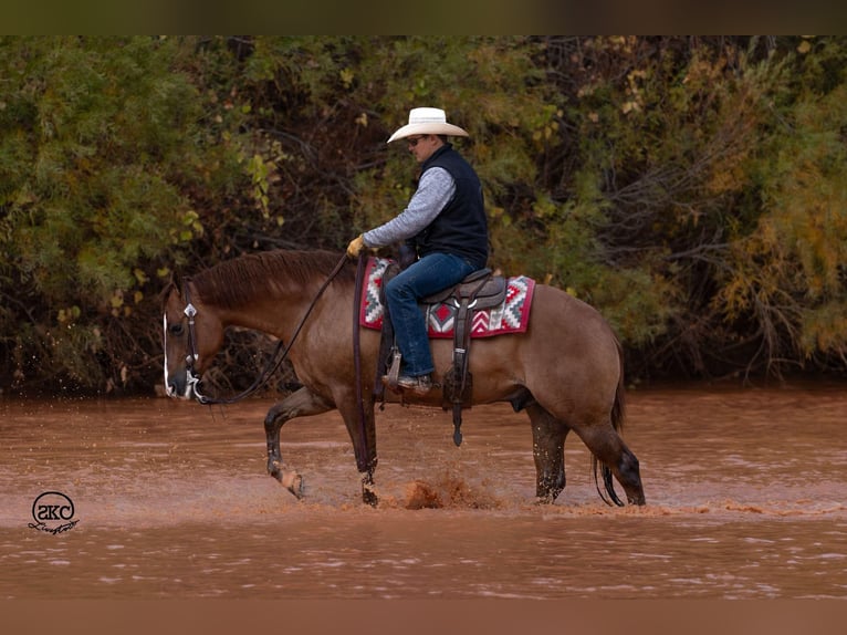 American Quarter Horse Castrone 4 Anni 150 cm Red dun in Canyon, TX