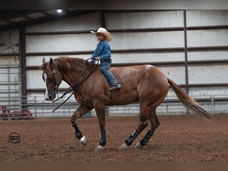 American Quarter Horse Castrone 4 Anni 150 cm Red dun in Canyon, TX