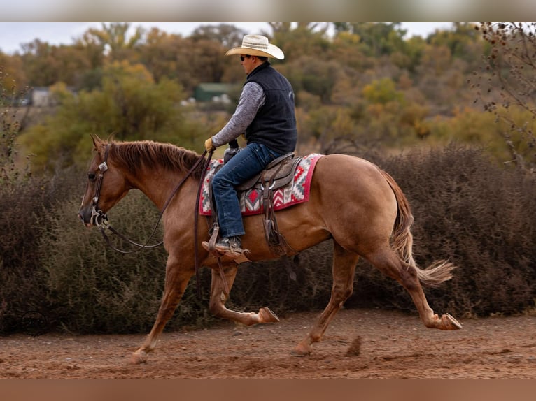 American Quarter Horse Castrone 4 Anni 150 cm Red dun in Canyon, TX