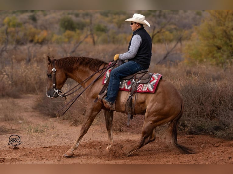 American Quarter Horse Castrone 4 Anni 150 cm Red dun in Canyon, TX