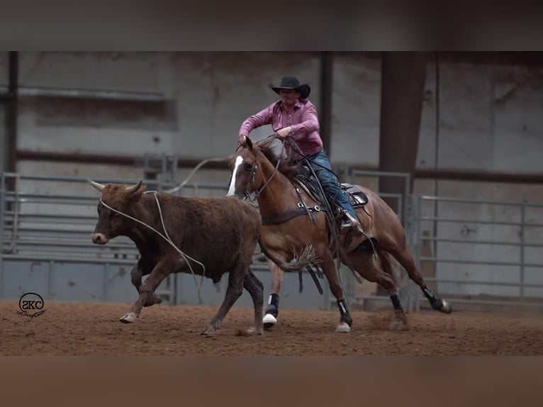 American Quarter Horse Castrone 4 Anni 150 cm Red dun in Canyon, TX