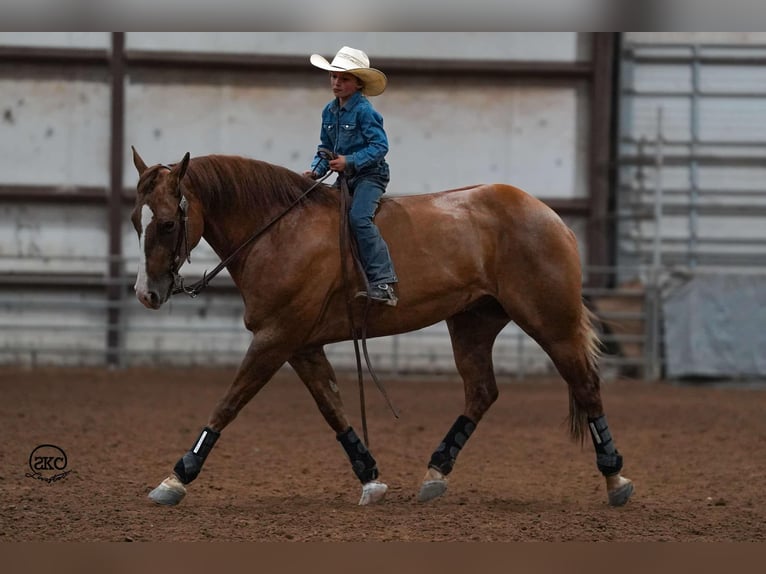 American Quarter Horse Castrone 4 Anni 150 cm Red dun in Canyon, TX