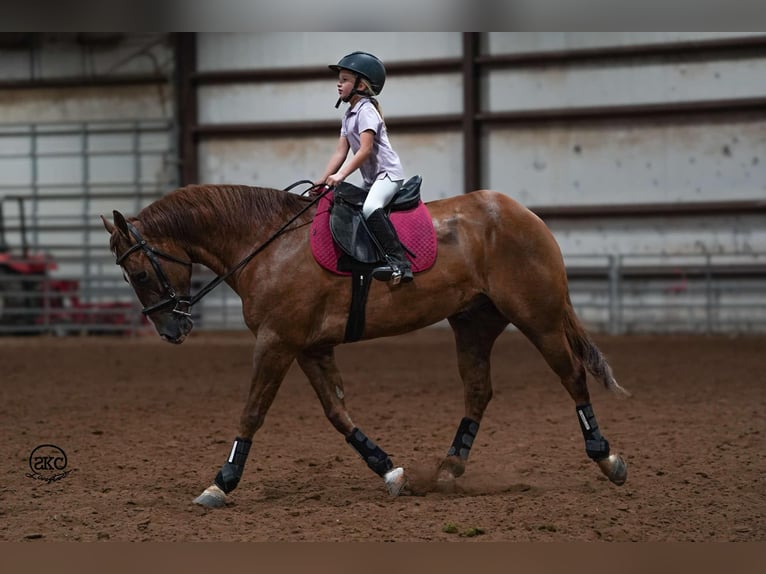 American Quarter Horse Castrone 4 Anni 150 cm Red dun in Canyon, TX