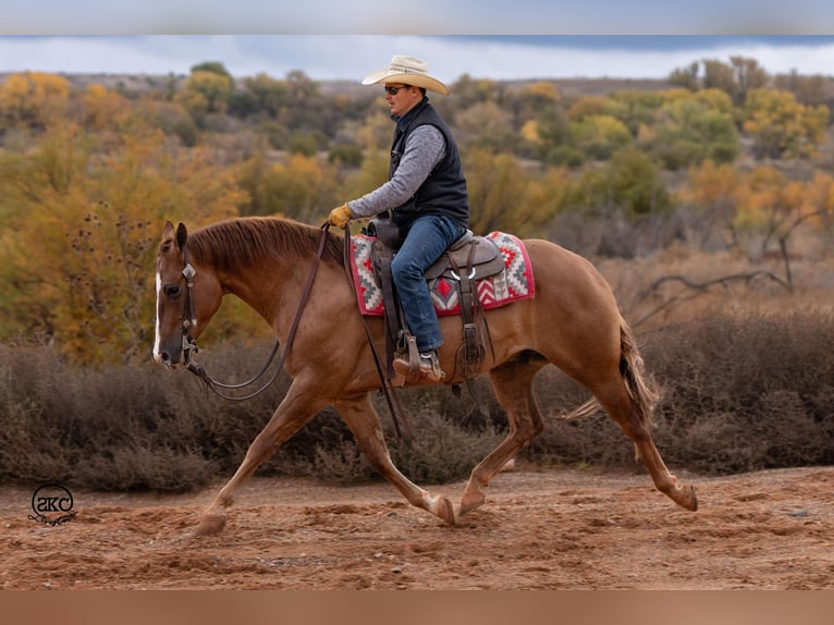 American Quarter Horse Castrone 4 Anni 150 cm Red dun in Canyon, TX