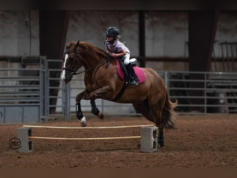 American Quarter Horse Castrone 4 Anni 150 cm Red dun in Canyon, TX