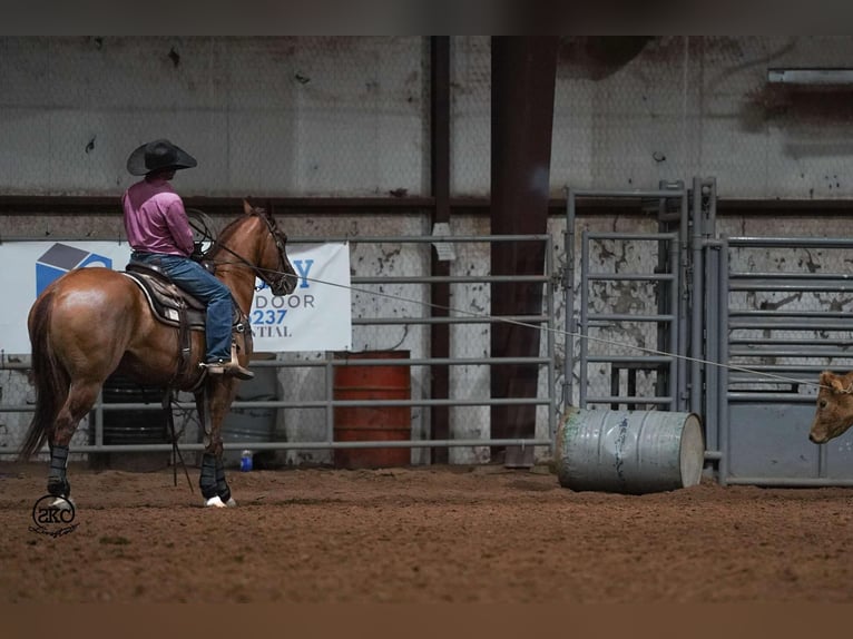 American Quarter Horse Castrone 4 Anni 150 cm Red dun in Canyon, TX