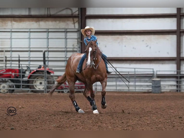 American Quarter Horse Castrone 4 Anni 150 cm Red dun in Canyon, TX