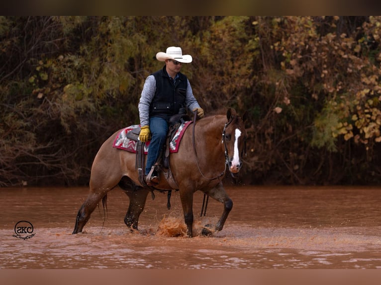 American Quarter Horse Castrone 4 Anni 150 cm Red dun in Canyon, TX