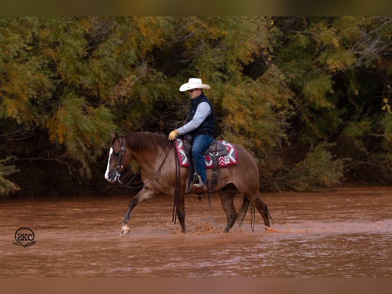 American Quarter Horse Castrone 4 Anni 150 cm Red dun in Canyon, TX