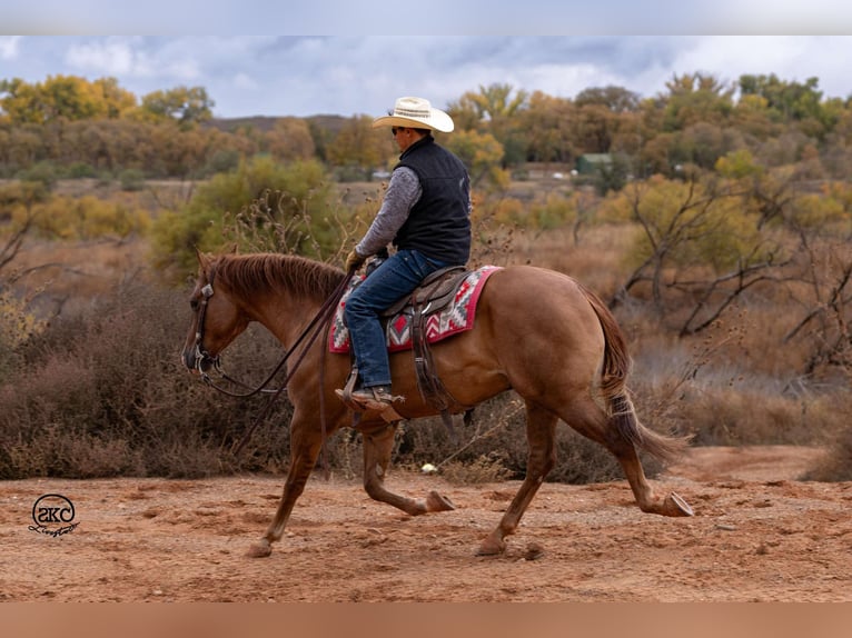 American Quarter Horse Castrone 4 Anni 150 cm Red dun in Canyon, TX