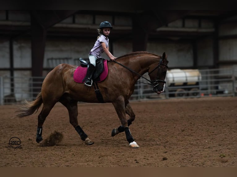 American Quarter Horse Castrone 4 Anni 150 cm Red dun in Canyon, TX