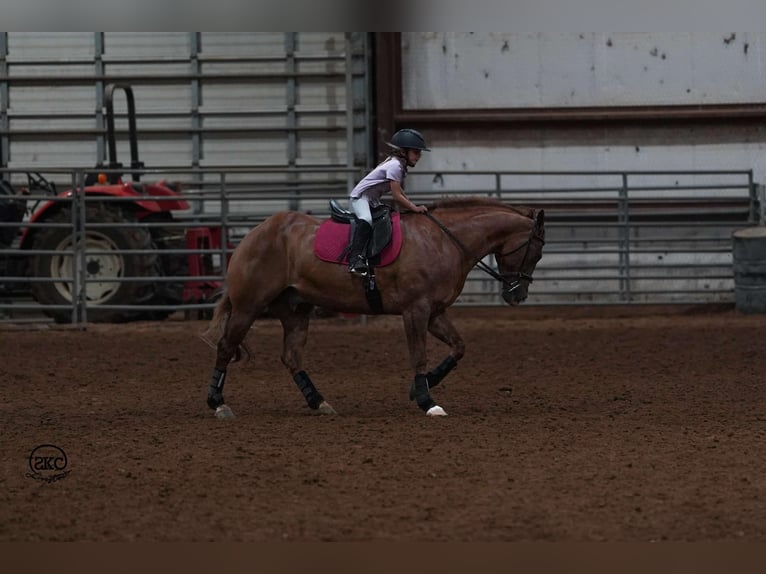 American Quarter Horse Castrone 4 Anni 150 cm Red dun in Canyon, TX