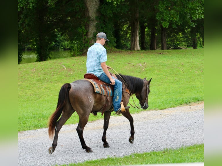 American Quarter Horse Castrone 4 Anni 150 cm Roano blu in Tompkinsville