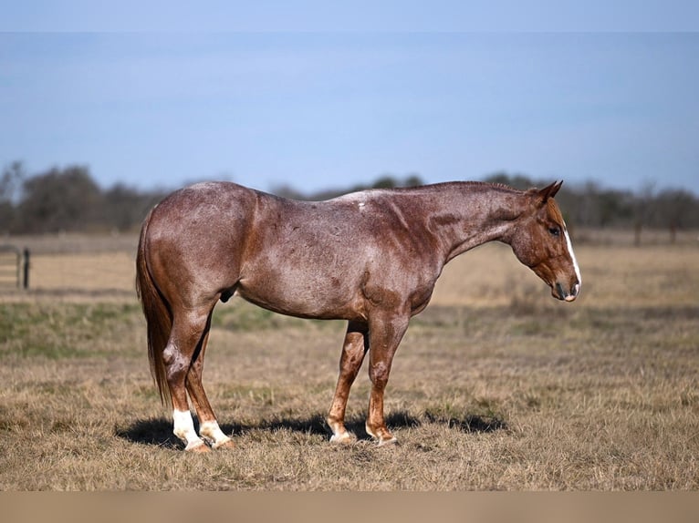 American Quarter Horse Castrone 4 Anni 150 cm Roano rosso in Waco