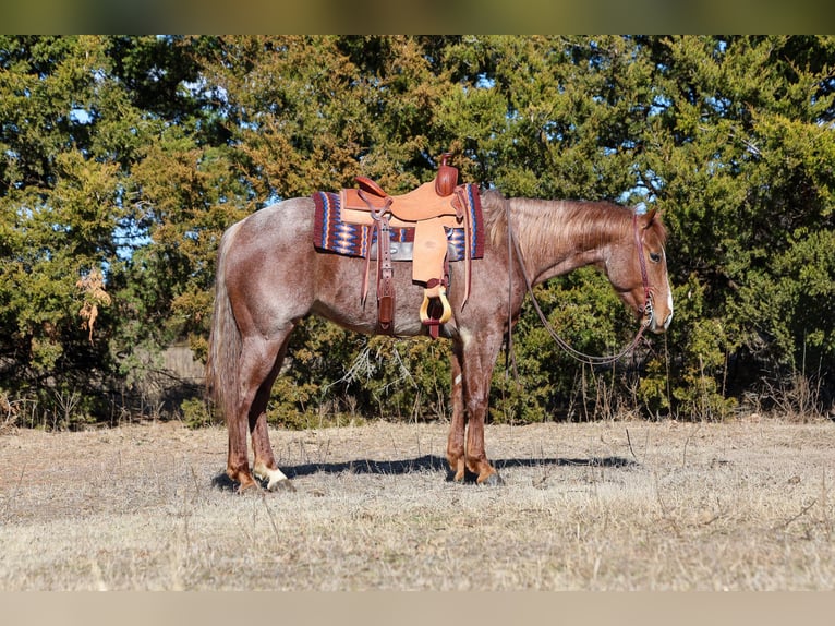 American Quarter Horse Castrone 4 Anni 150 cm Roano rosso in Ripley