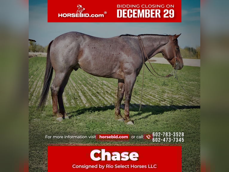 American Quarter Horse Castrone 4 Anni 150 cm Roano rosso in Tonopah