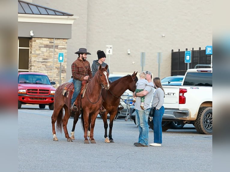 American Quarter Horse Castrone 4 Anni 150 cm Roano rosso in Blairsville