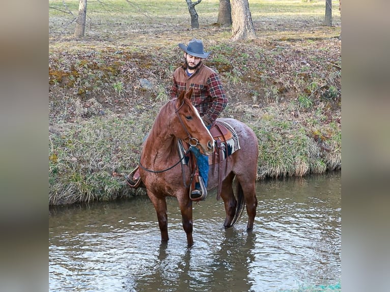 American Quarter Horse Castrone 4 Anni 150 cm Roano rosso in Blairsville