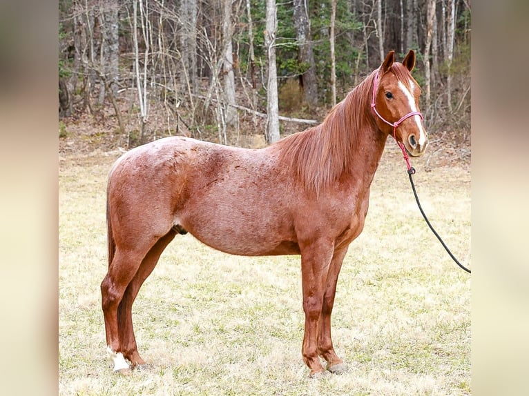 American Quarter Horse Castrone 4 Anni 150 cm Roano rosso in Blairsville