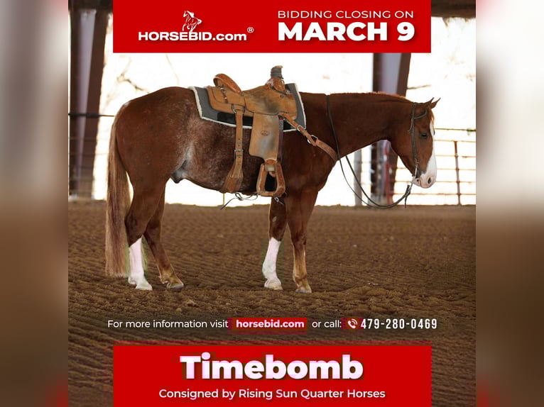 American Quarter Horse Castrone 4 Anni 150 cm Roano rosso in Morrilton