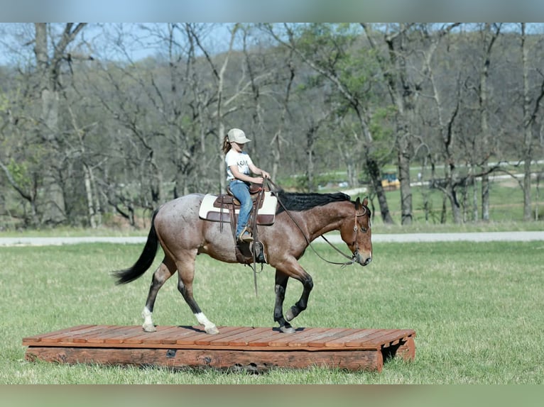 American Quarter Horse Castrone 4 Anni 150 cm Roano rosso in Mount Vernon