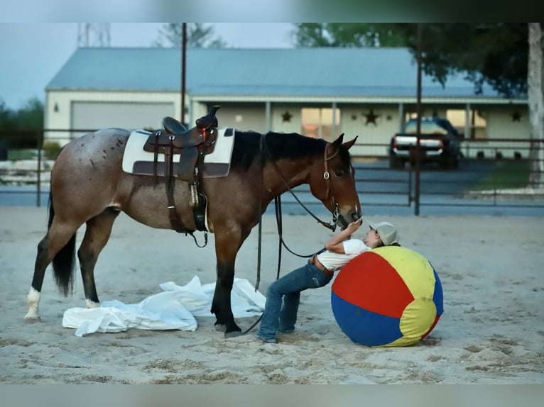 American Quarter Horse Castrone 4 Anni 150 cm Roano rosso in Mount Vernon