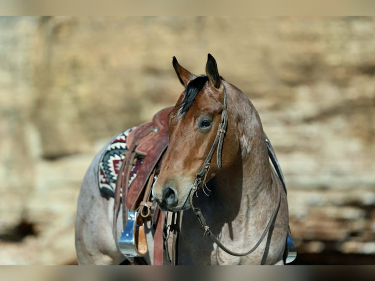 American Quarter Horse Castrone 4 Anni 150 cm Roano rosso in Mount Vernon
