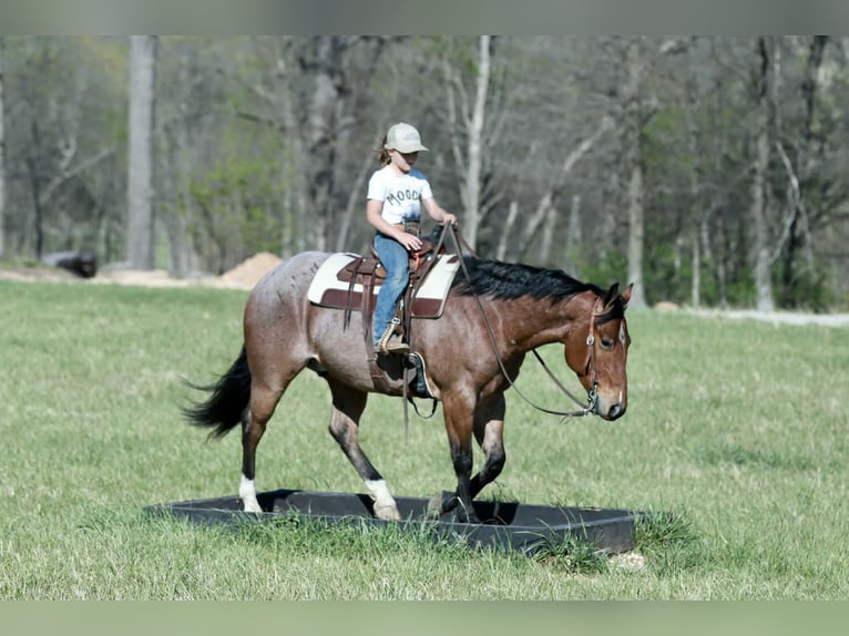 American Quarter Horse Castrone 4 Anni 150 cm Roano rosso in Mount Vernon