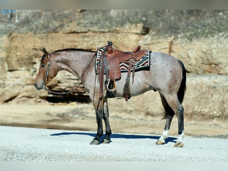 American Quarter Horse Castrone 4 Anni 150 cm Roano rosso in Mount Vernon