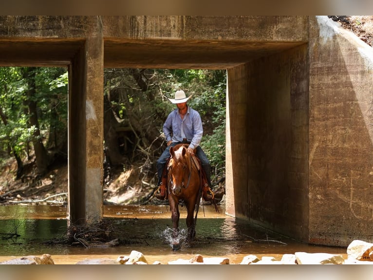 American Quarter Horse Castrone 4 Anni 150 cm Roano rosso in Troup, TX