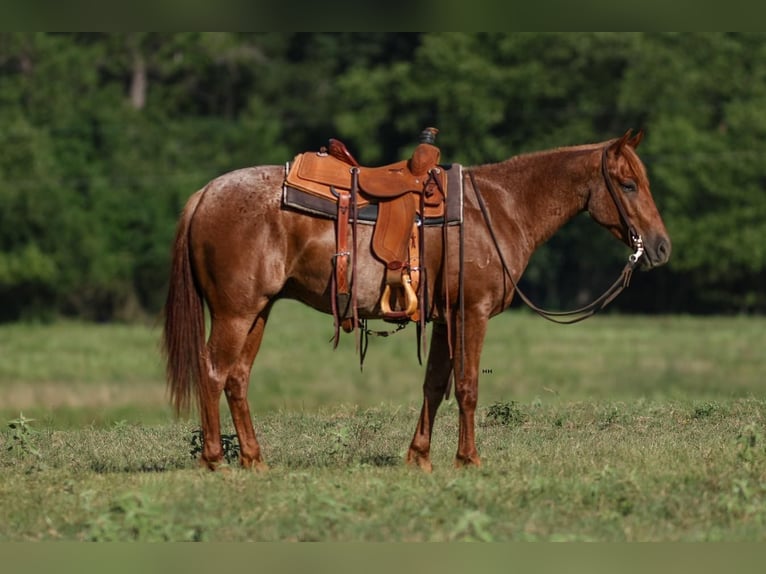 American Quarter Horse Castrone 4 Anni 150 cm Roano rosso in Troup, TX