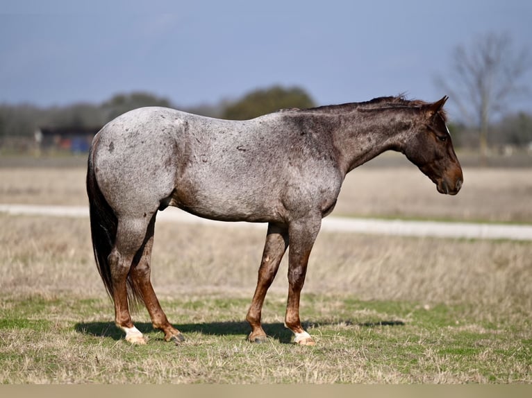 American Quarter Horse Castrone 4 Anni 150 cm Roano rosso in Waco, TX