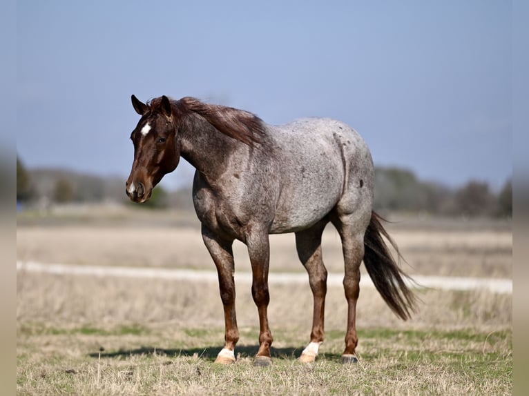 American Quarter Horse Castrone 4 Anni 150 cm Roano rosso in Waco, TX