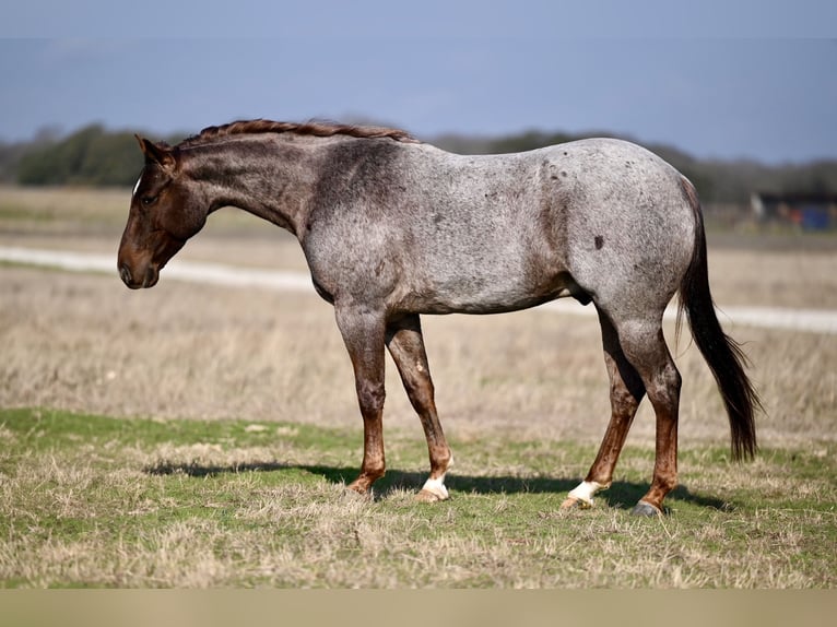 American Quarter Horse Castrone 4 Anni 150 cm Roano rosso in Waco, TX