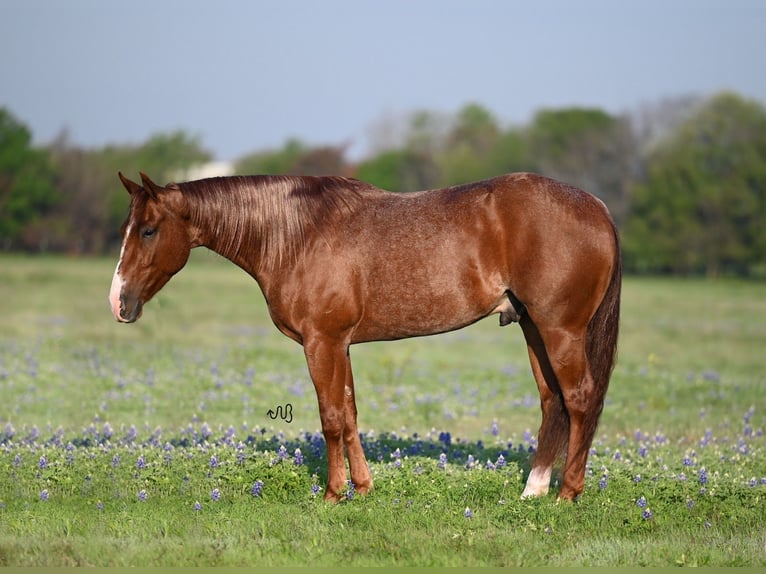 American Quarter Horse Castrone 4 Anni 150 cm Roano rosso in Waco, TX