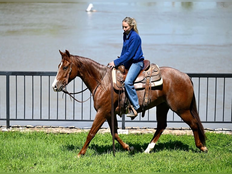 American Quarter Horse Castrone 4 Anni 150 cm Roano rosso in Pennington, TX