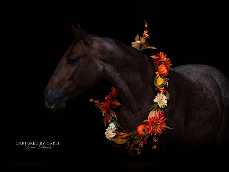 American Quarter Horse Castrone 4 Anni 150 cm Roano rosso in Lewistown