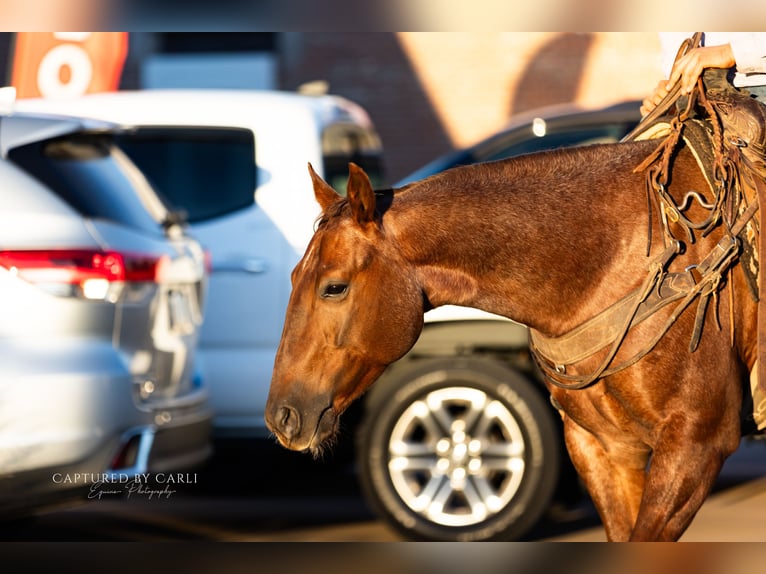 American Quarter Horse Castrone 4 Anni 150 cm Roano rosso in Lewistown