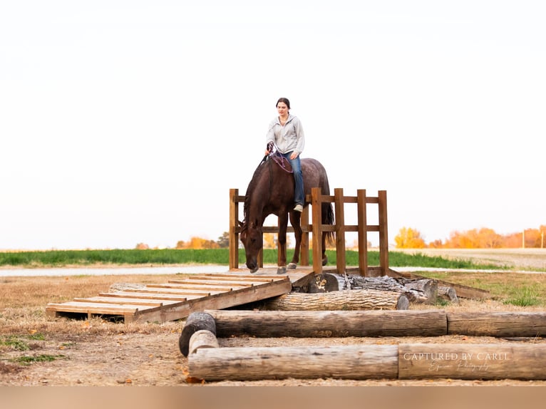 American Quarter Horse Castrone 4 Anni 150 cm Roano rosso in Lewistown