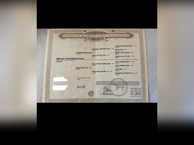 American Quarter Horse Castrone 4 Anni 150 cm Sauro in Bayerbach